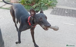 Whippet dogs for sale: 15 month old male whippet - Image 4