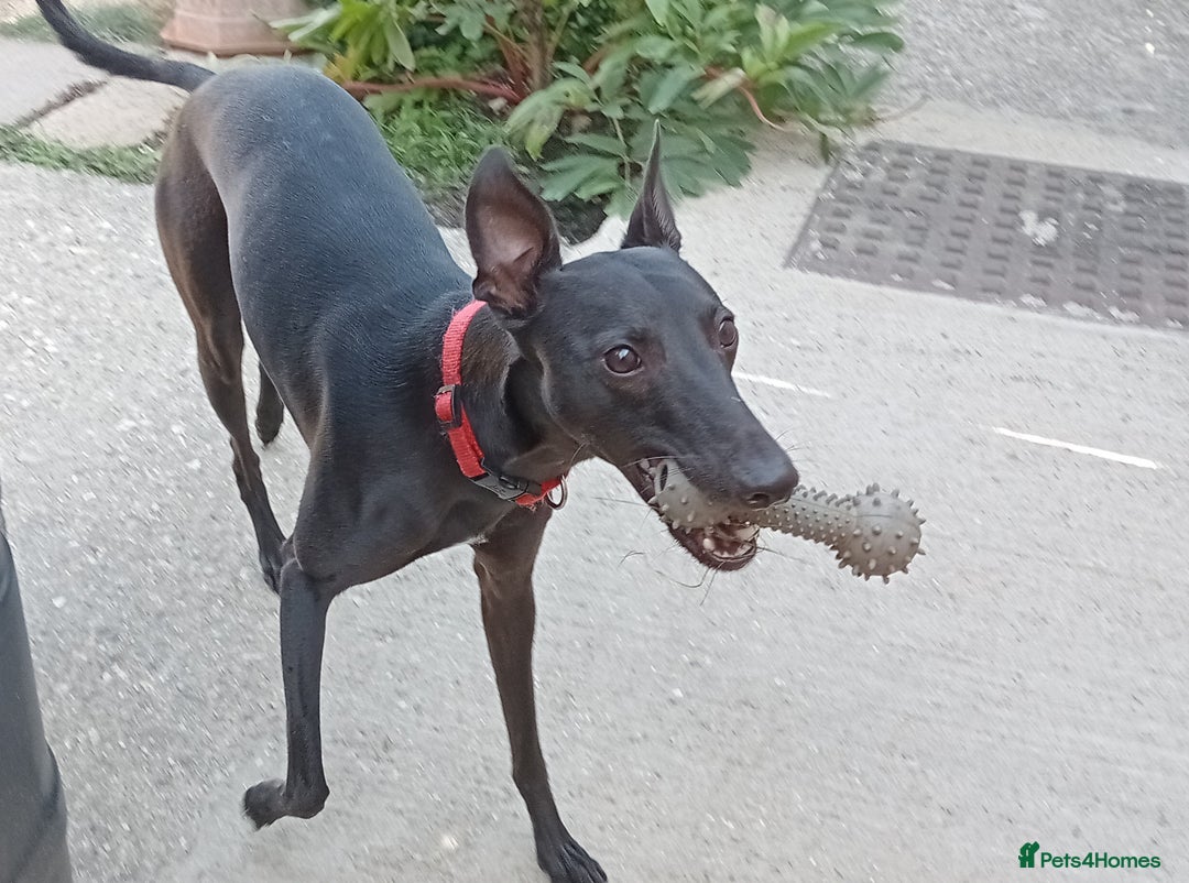Whippet dogs for sale: 15 month old male whippet - Image 4