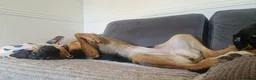 Mixed Breed dogs for adoption: AMELIA –   2 Years Old, Mixed Breed Girl  in Eastbourne - Advert 1