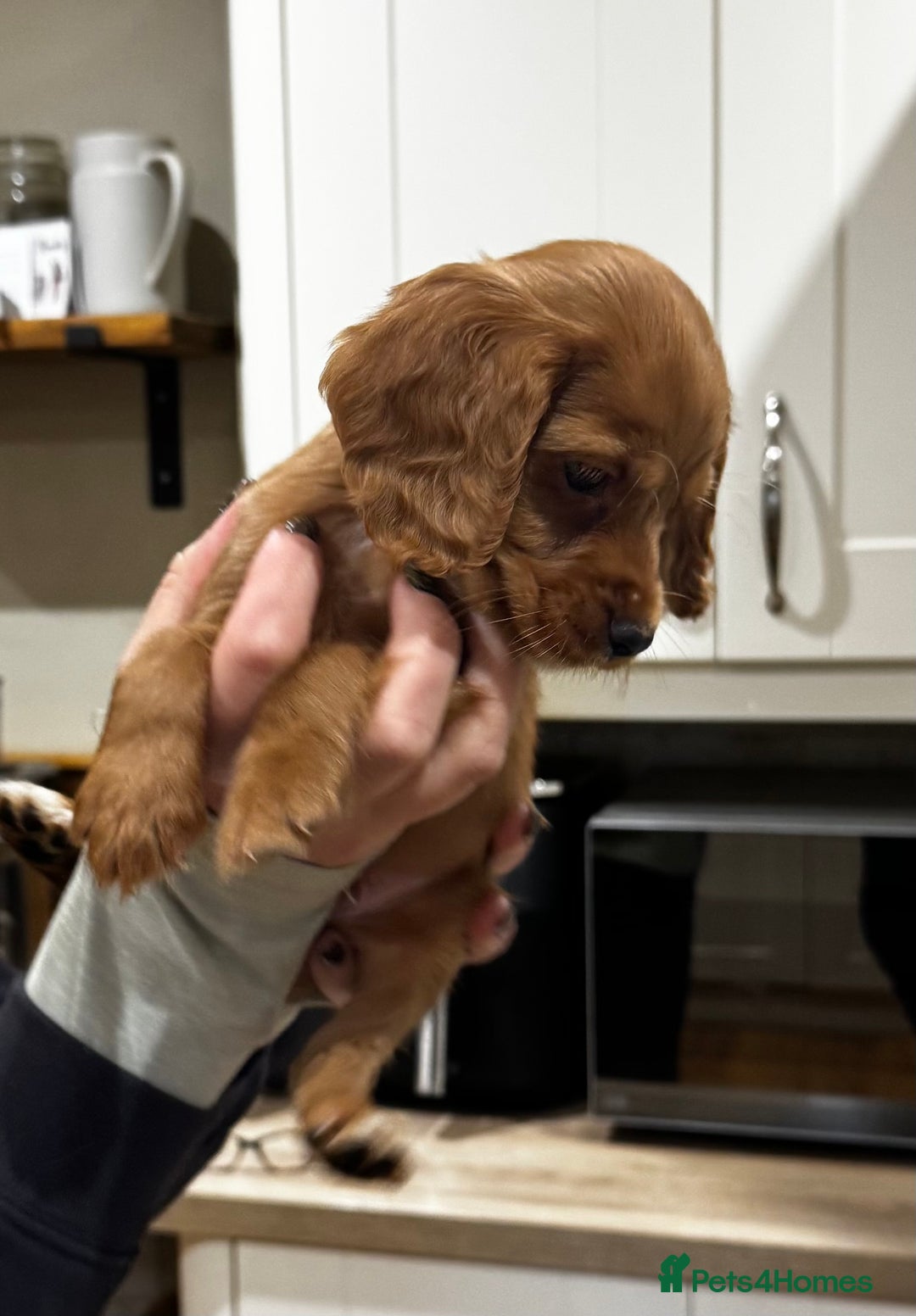 Cocker Spaniel dogs for sale: Beautiful Dark Red KC Registered Cocker Pups - Advert 26
