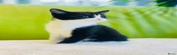 Mixed Breed cats for sale: Kittens for sale ,mixed breed, wonderful behaviour - Advert 14