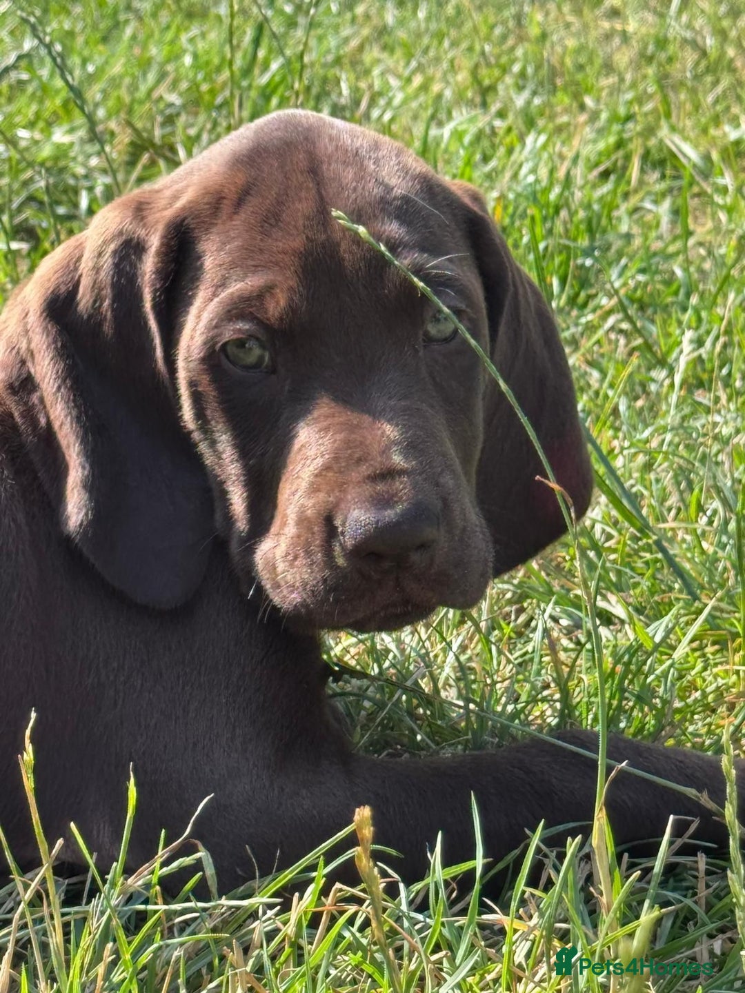 German Shorthaired Pointer dogs for sale: Mrs Dorota Sadowska - Image 17