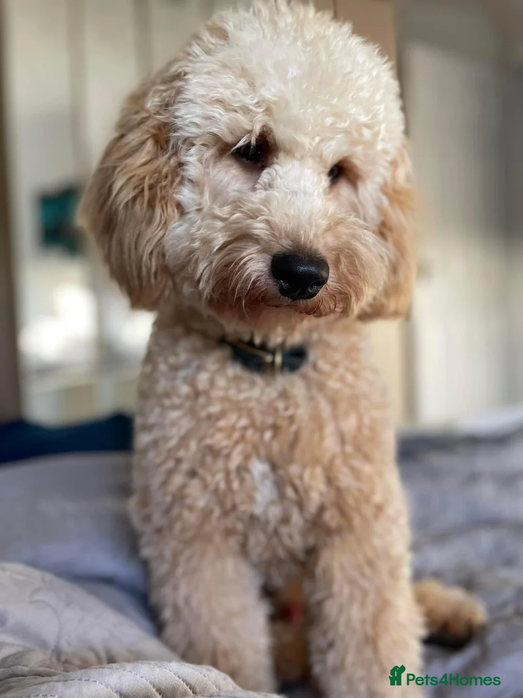 Poodle dogs for stud: FOR STUD Moyen Poodle (proven)  in Northampton - Advert 2