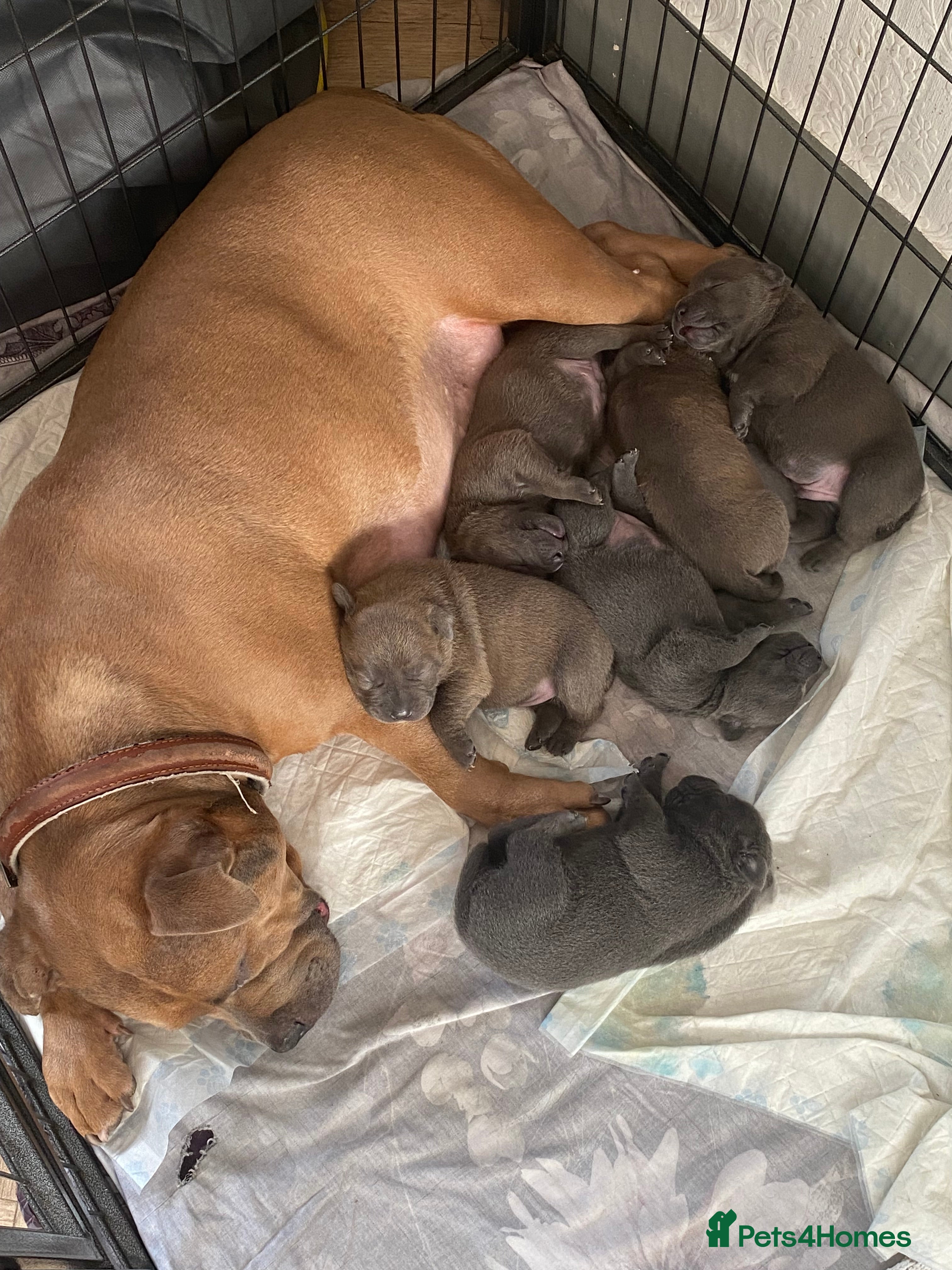 Mixed Breed dogs Stunning, chunky blue bull staffy breed - Advert 2