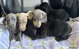 Dachshund dogs for sale: GORGEOUS KC REG STANDARD MALE PUPS  - Advert 9