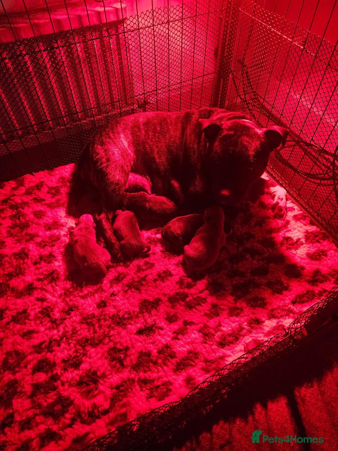 Staffordshire Bull Terrier dogs for sale: 🥨THE GOLDILOCKS LITTER 🥨 - Advert 9