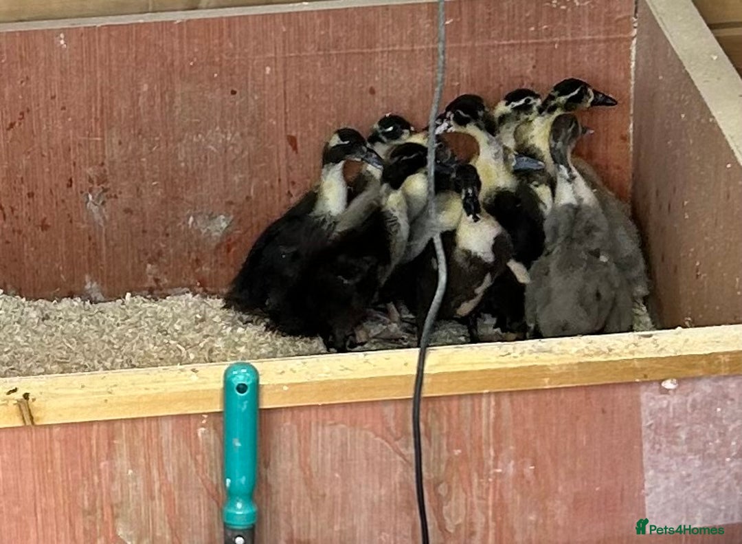Ducks poultry for sale: Campbell Ducklings - Image 1