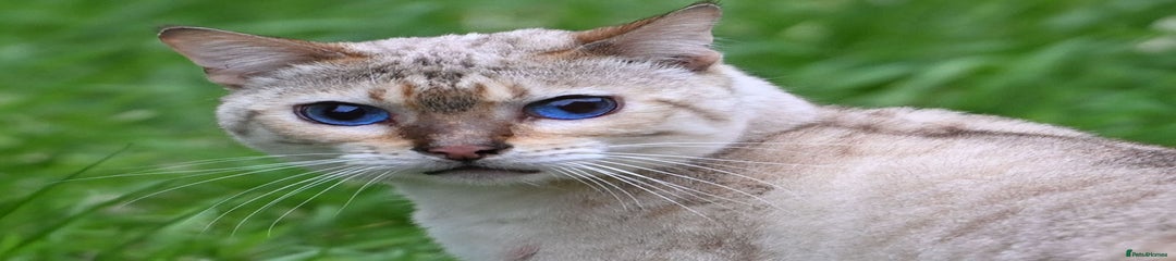 Rare Blue-eyed Snow Bengal female cat