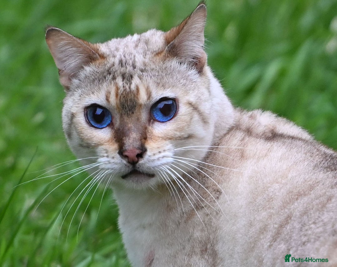 Bengal cats for sale: Rare Blue-eyed Snow Bengal female cat - Image 1