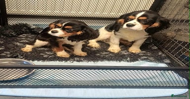 Cavalier King Charles Spaniel dogs - Advert 4