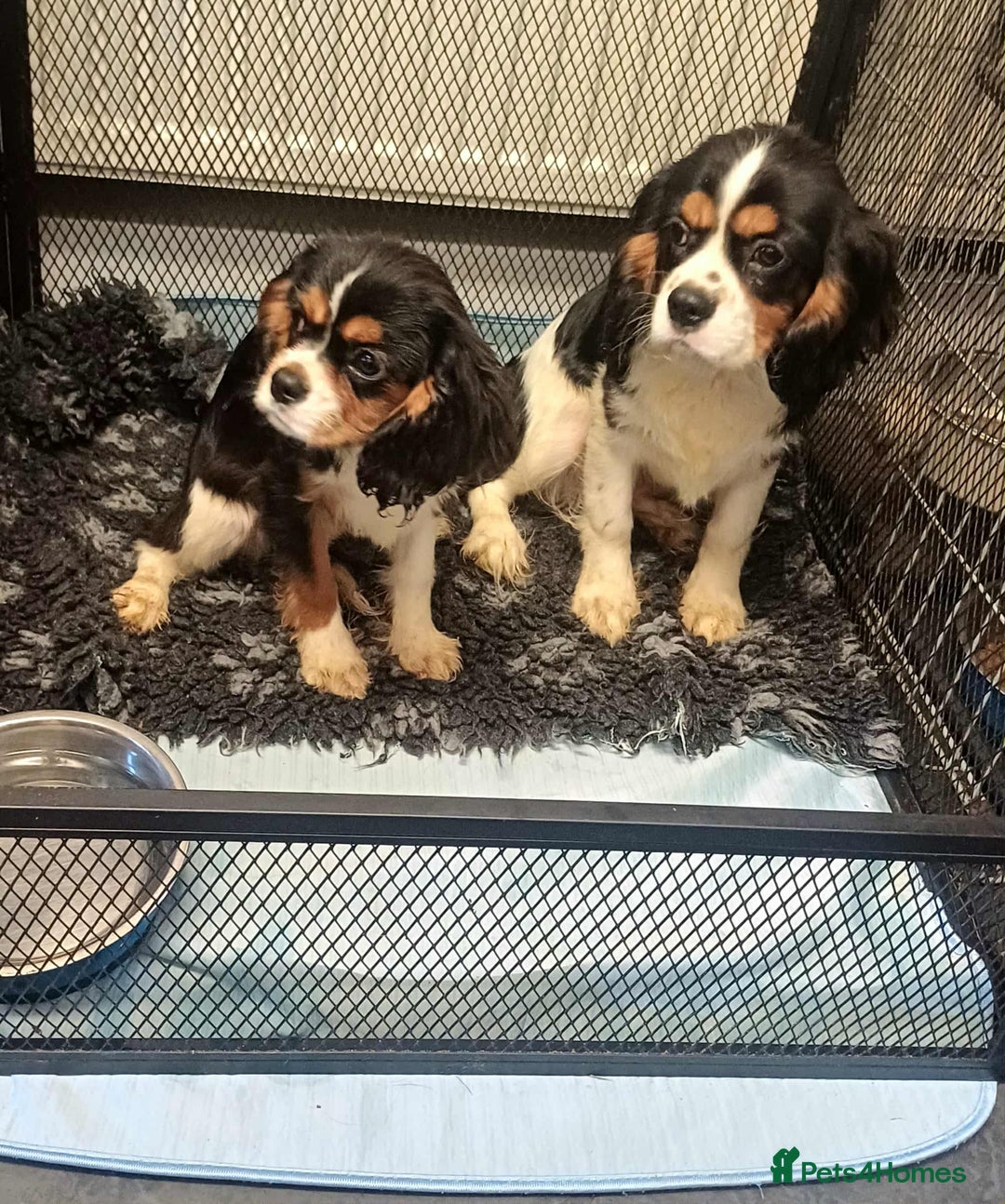Cavalier King Charles Spaniel dogs for sale: *REDUCED last boy*Beautiful kc reg cavaliers - Advert 5