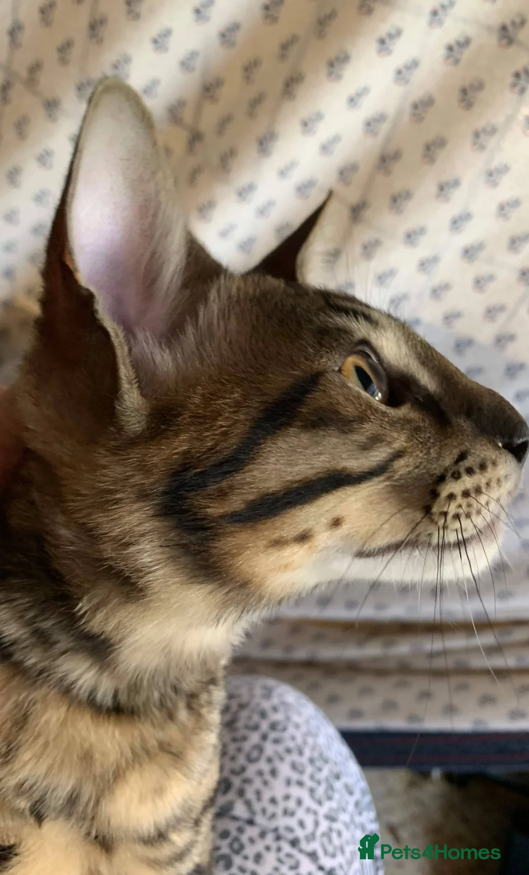 Savannah cats for sale: USA Elite Import F7 SBT - DRINKWATER VIPER F1 Stud - Advert 6