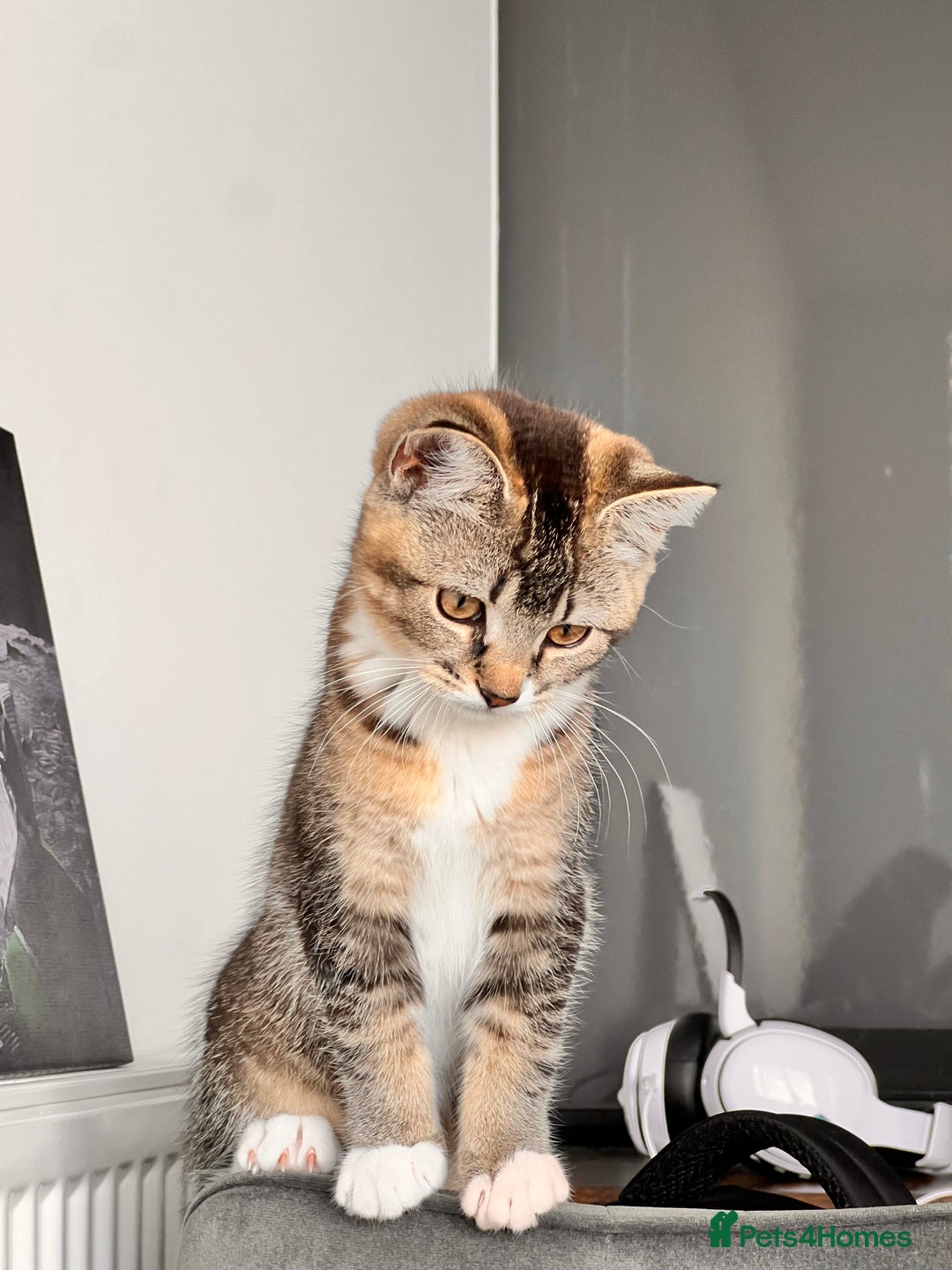Mixed Breed cats for sale: Female short haired tabby  - Image 2