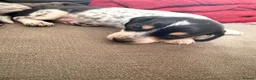 Dachshund dogs for sale: Isabella Daschound - Advert 4