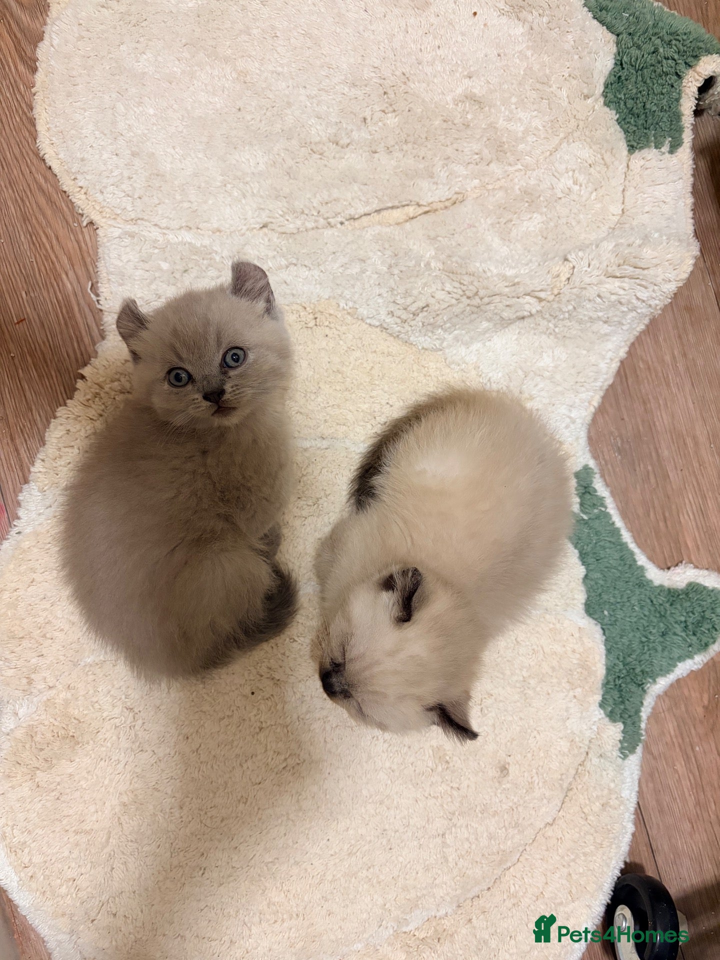 Persian cats Persian kittens for sale  - Advert 14