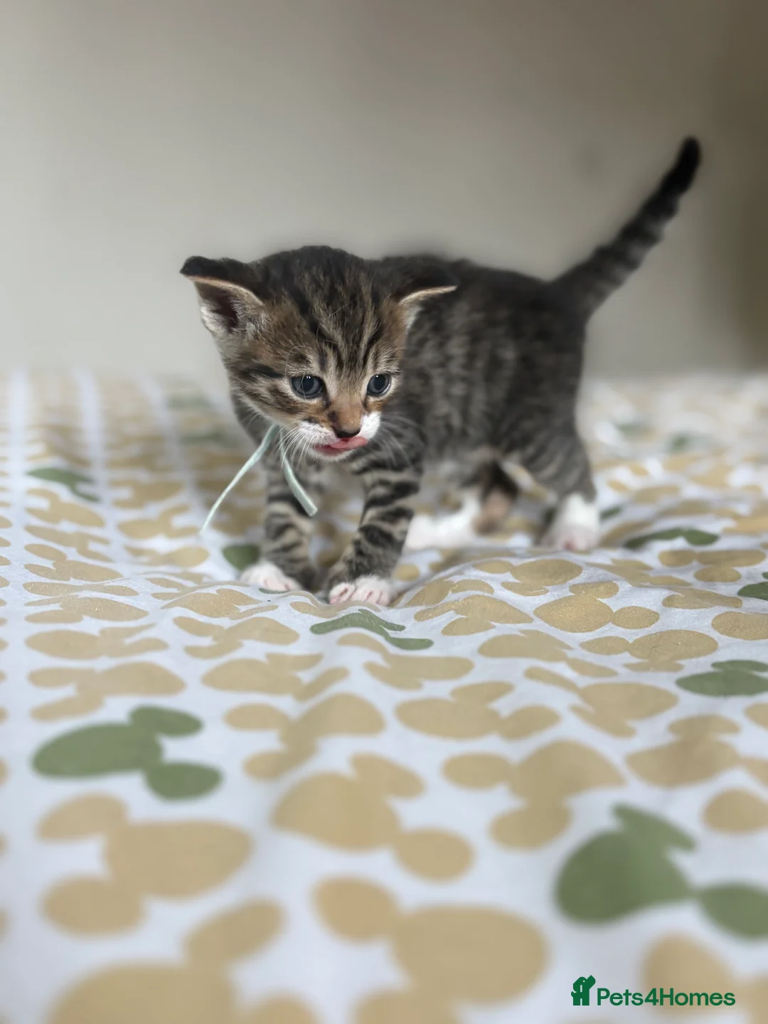 Mixed Breed cats for sale: Turkish angora mix kittens  in Ilkeston - Advert 15