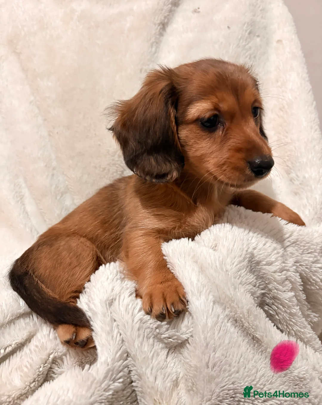 Miniature Dachshund dogs for sale: Miniature Dachshund Puppies in Godalming - Advert 2