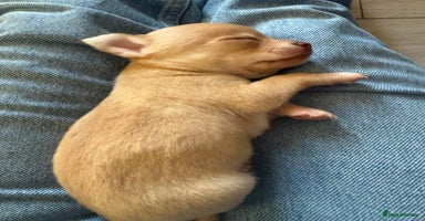 Chihuahua dogs - Advert 5