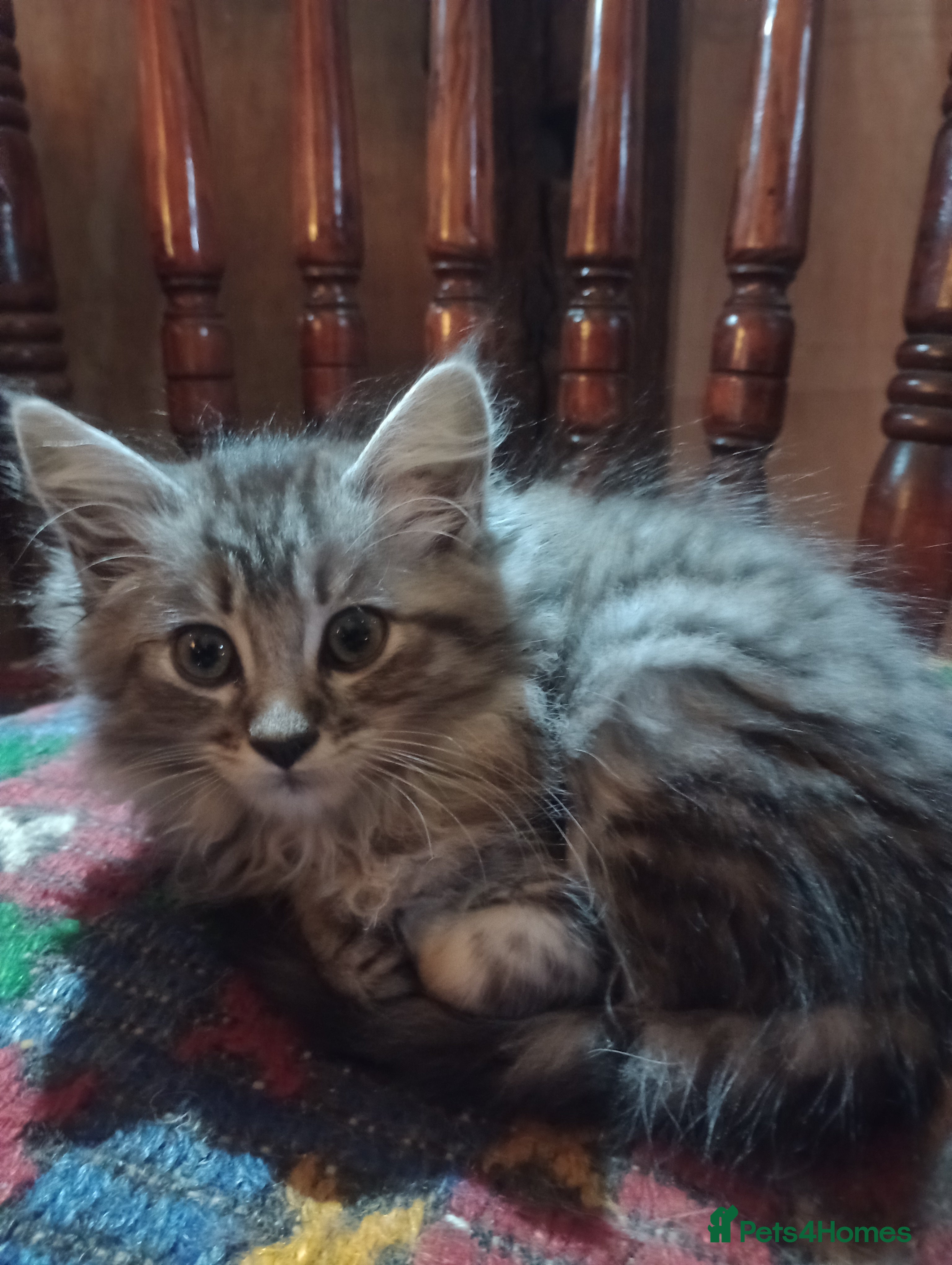 Maine Coon cats Maine Coon kittens, Mother is tica registered. - Advert 1