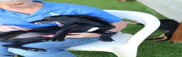 Mixed Breed dogs for adoption: Perfect Puma - Advert 6