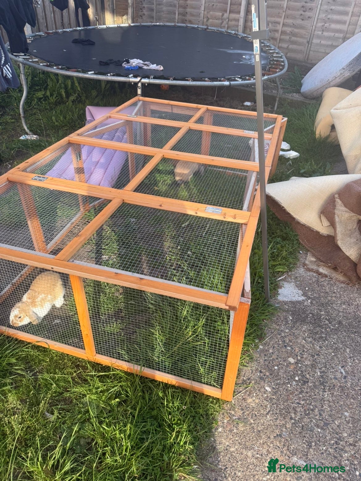 Mini Lop rabbits for sale: 2 mini lop boys in Hull - Advert 10