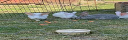 Continental Giant rabbits for sale: Red eyed white Continental Giant babies - Advert 4