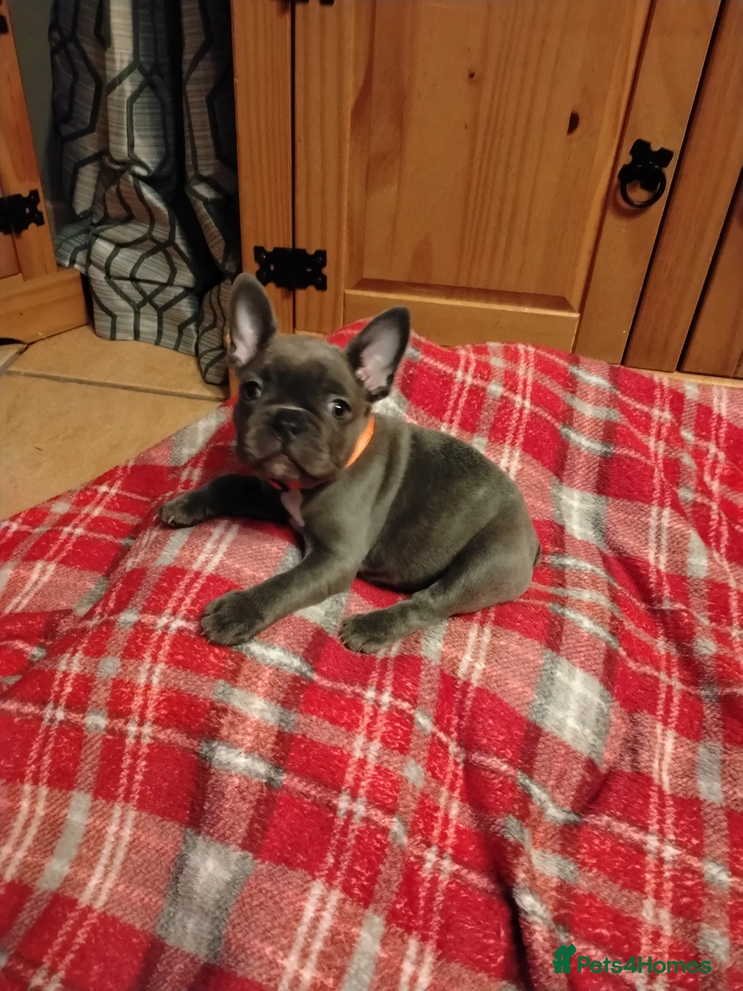 French Bulldog dogs for sale: French bulldog in Runcorn - Advert 2
