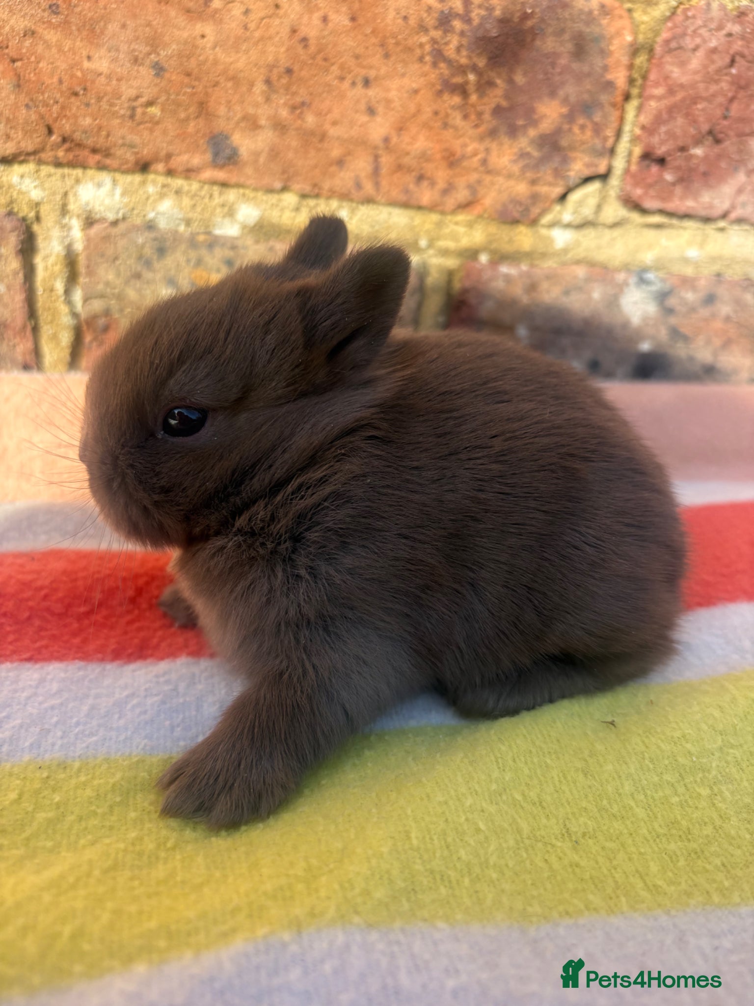 Netherland Dwarf rabbits Sweet Netherland dwarf bunnies  - Advert 12