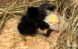 Chickens poultry for sale: DAY OLD CHICKS - SILKIE PILKIE - Image 1