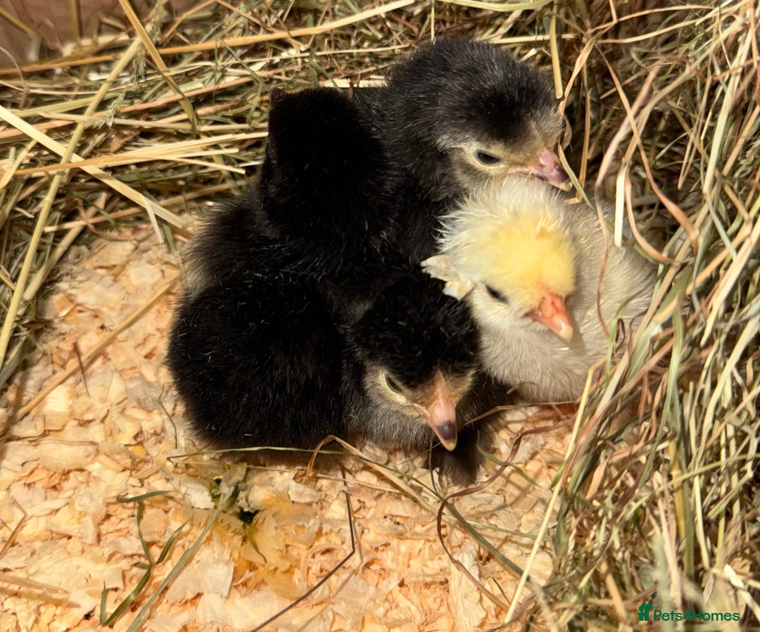 Chickens poultry for sale: DAY OLD CHICKS - SILKIE PILKIE - Image 1