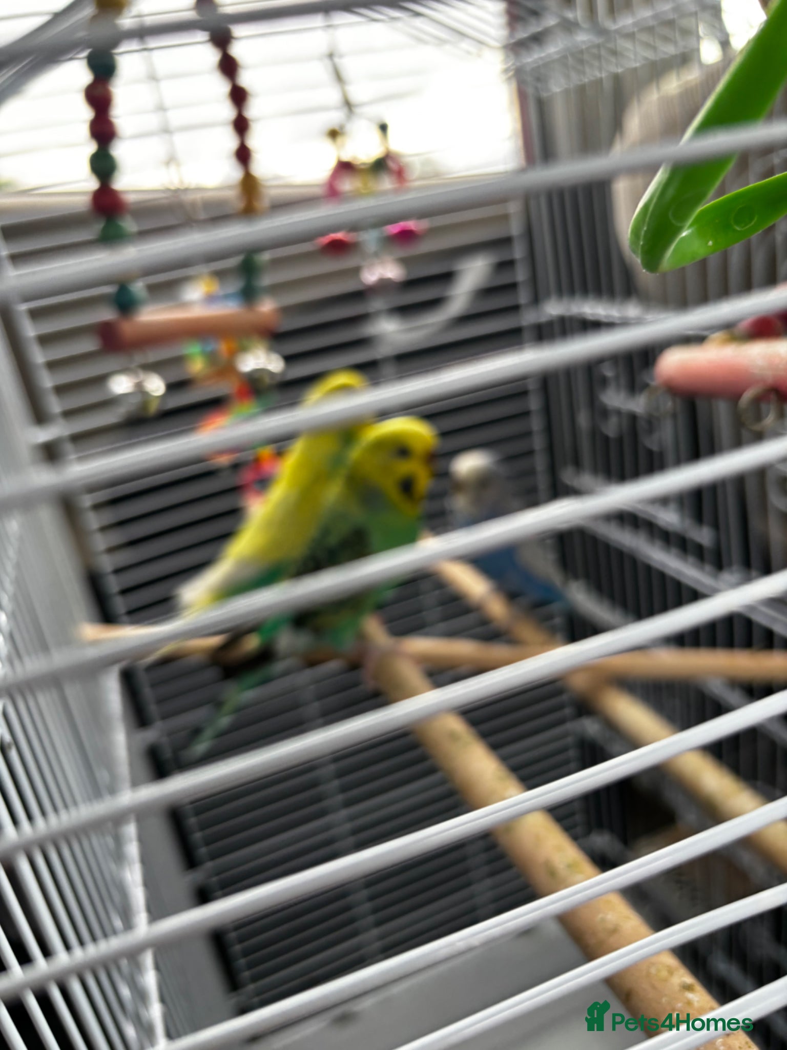 Budgerigars birds One beautiful female budgie (CHECK DESCRIPTION) - Advert 1