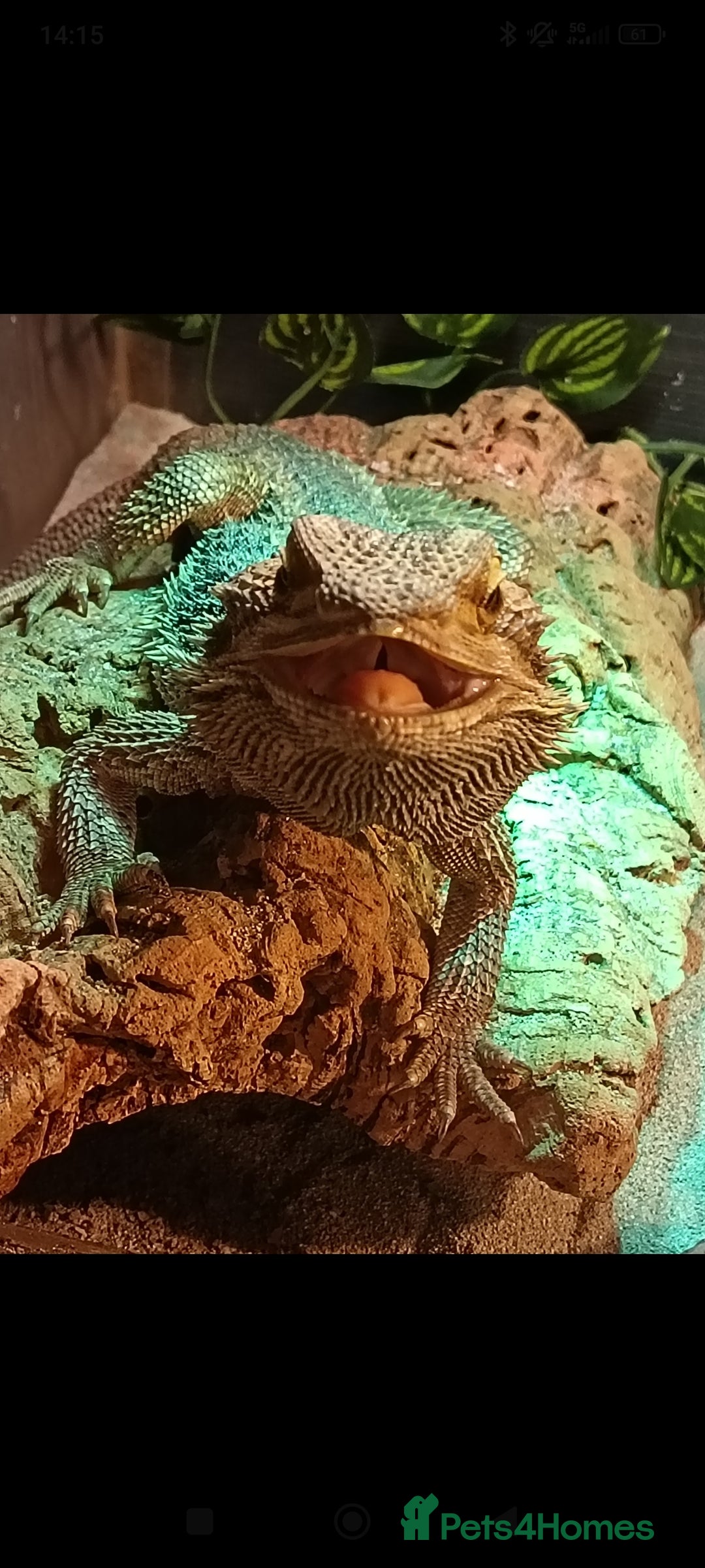 Bearded Dragon reptiles for sale: Leonard the bearded dragon  - Advert 1