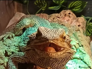 Bearded Dragon reptiles Leonard the bearded dragon - Advert 5