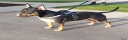 English Bull Terrier dogs for sale: 4 BEAUTIFUL ENGLISH BULLS - Advert 6