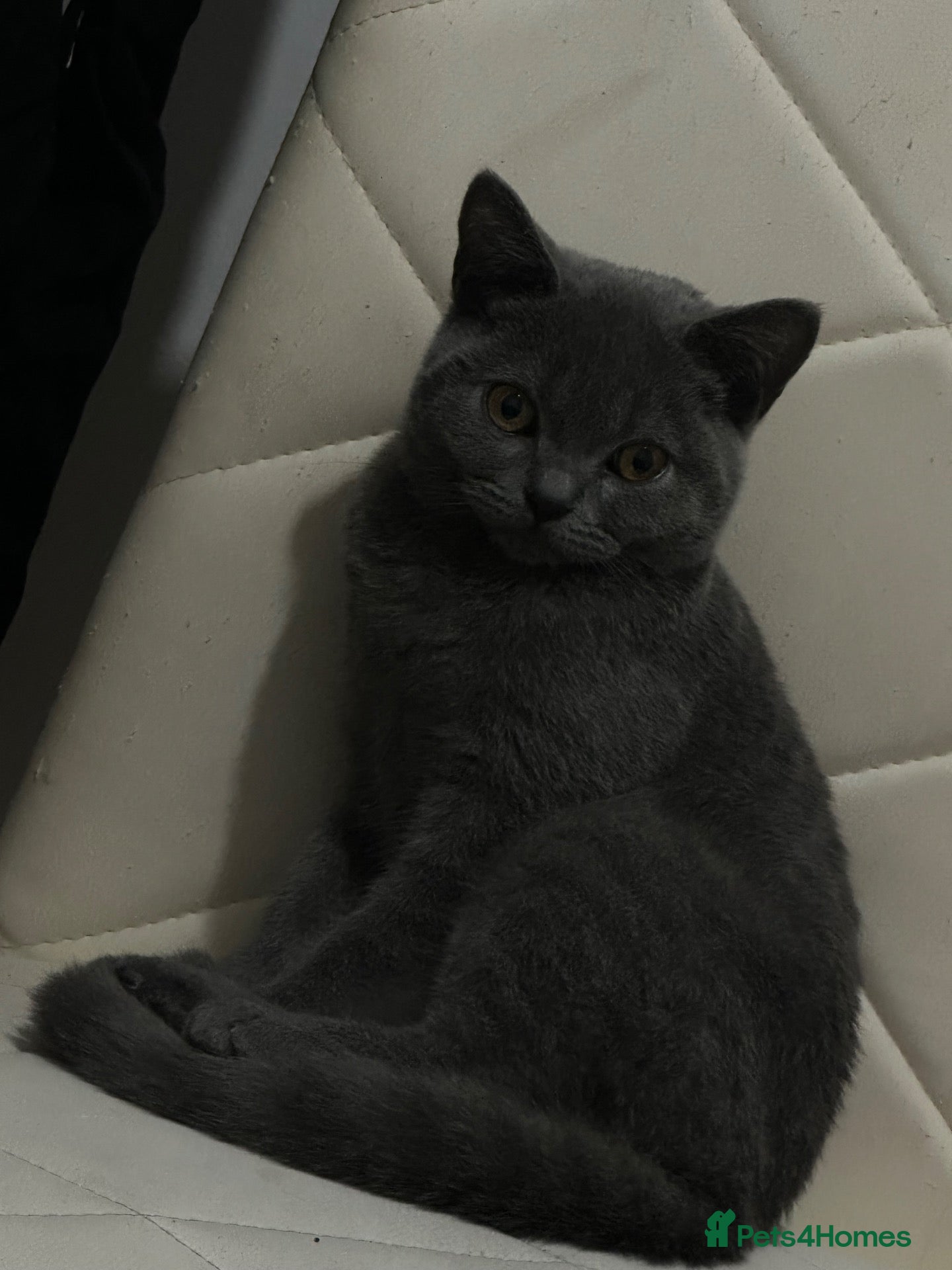 British Shorthair cats His name is Ares - Advert 11