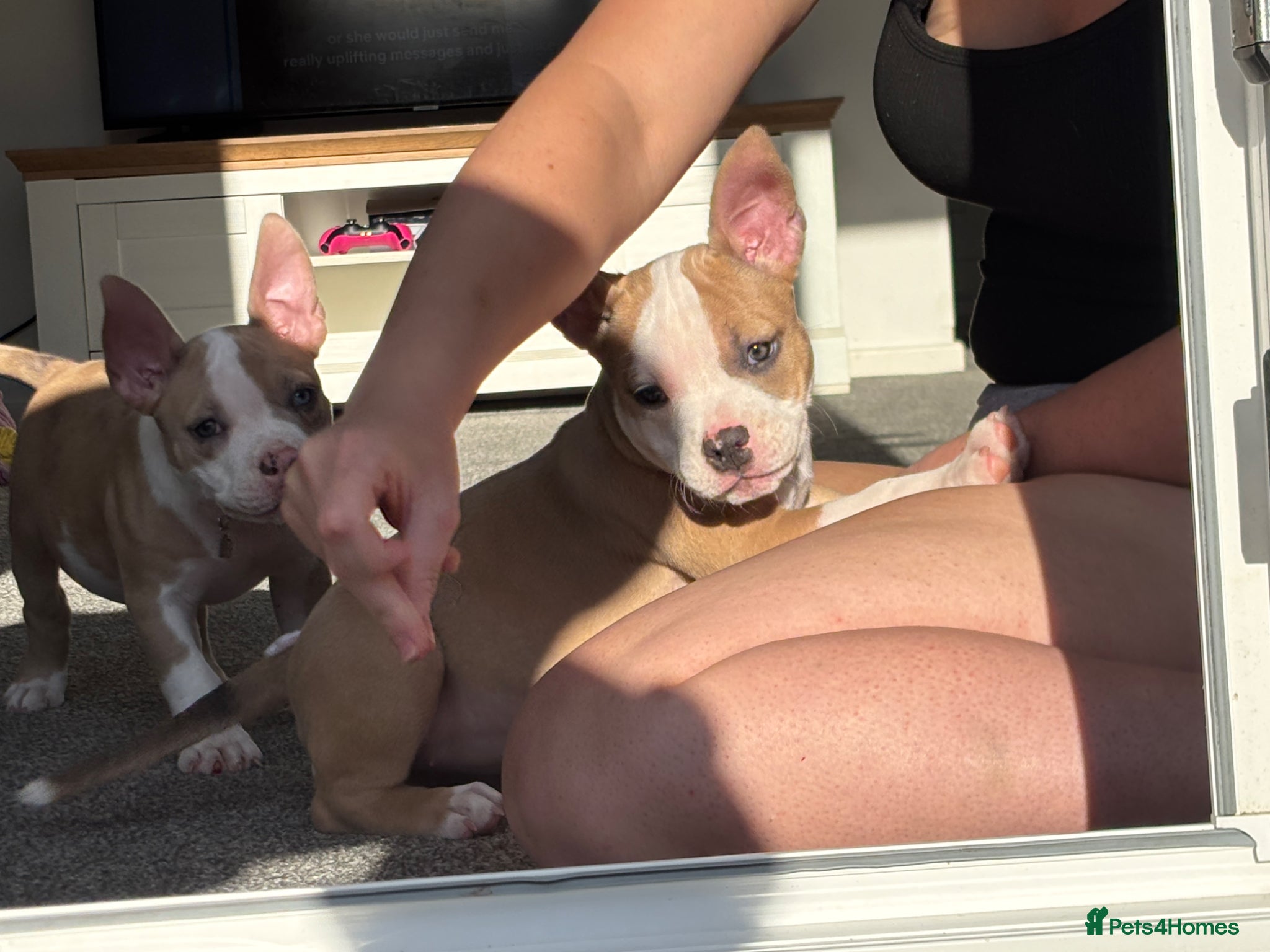 American Bully dogs Pocket bully puppies Merle fawn pied tri - Advert 5