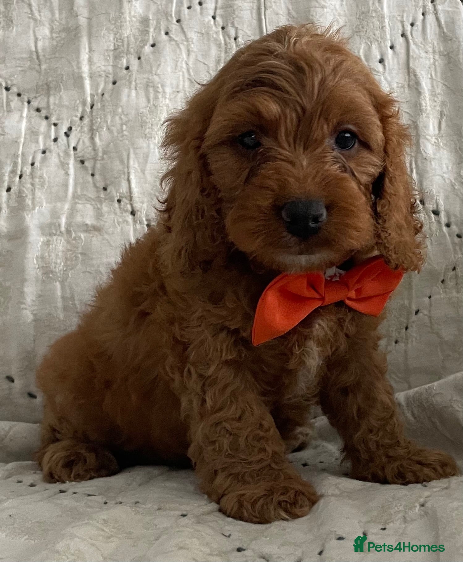Cockapoo dogs AMAZING HEALTH CLEAR F1 COCKAPOO  - Advert 3