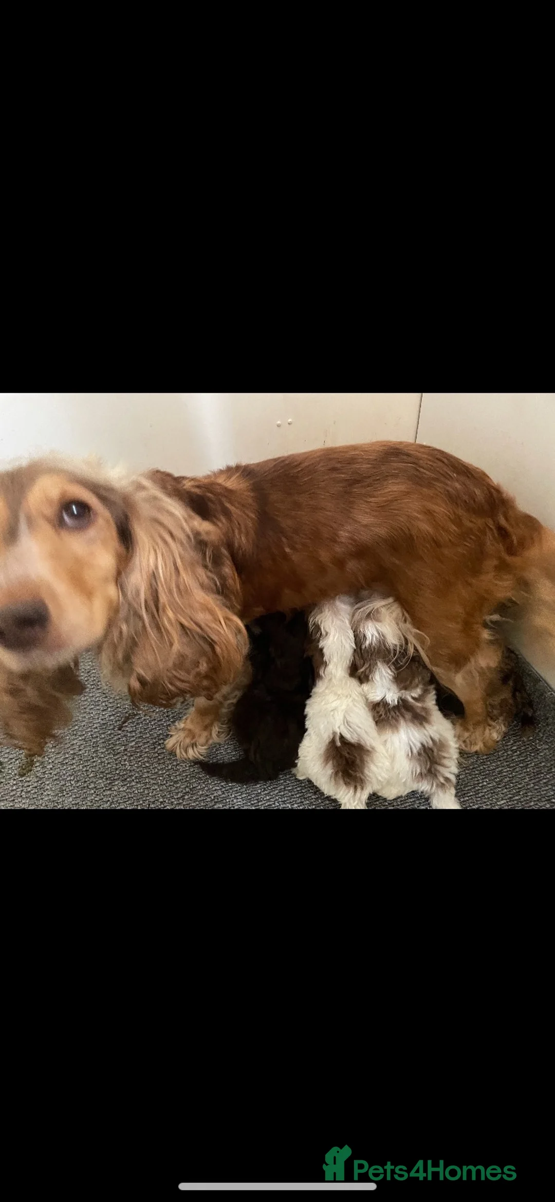 Cockapoo dogs for sale: Male Cockapoo  - Advert 11
