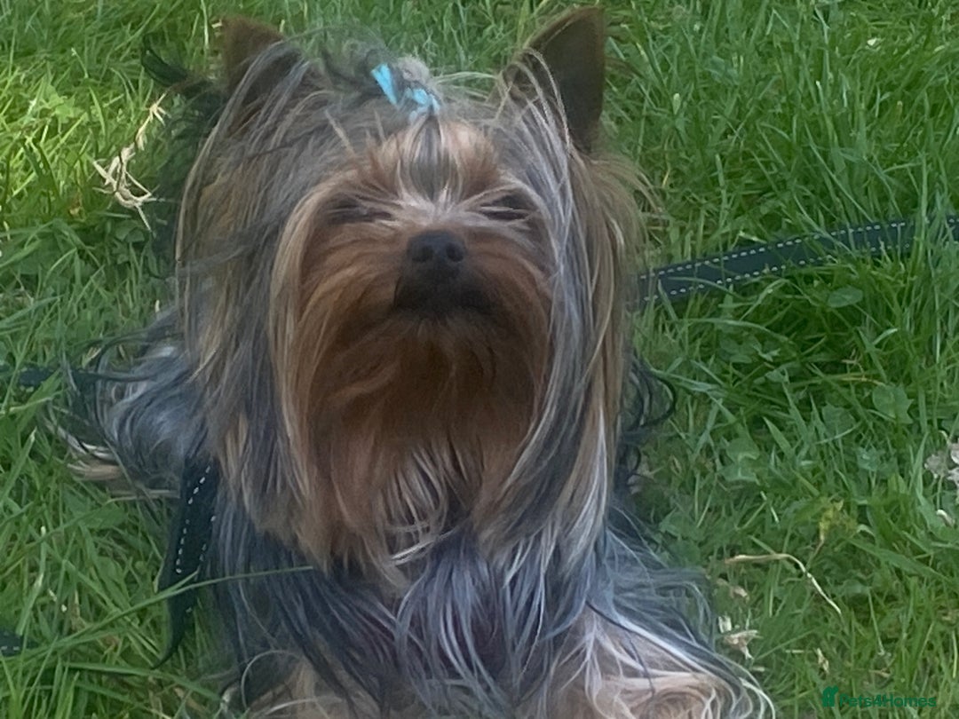 Yorkshire Terrier dogs for stud: KC registered Yorkshire Terrier Stud dog  in Manchester - Advert 11