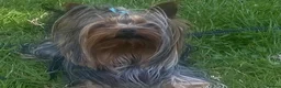 Yorkshire Terrier dogs for stud: KC registered Yorkshire Terrier Stud dog  in Manchester - Advert 11