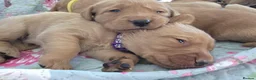 Labrador Retriever dogs for sale: Little Labradors, Ready for Their Next Adventure in Derby - Advert 35