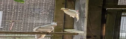 Budgerigars birds for sale: 3 Cockatiel & one budgie in Farnborough - Advert 2