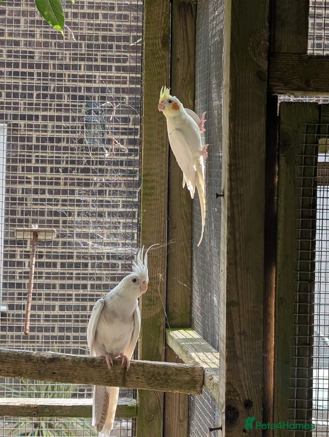 Budgerigars birds for sale: 3 Cockatiel & one budgie in Farnborough - Advert 2