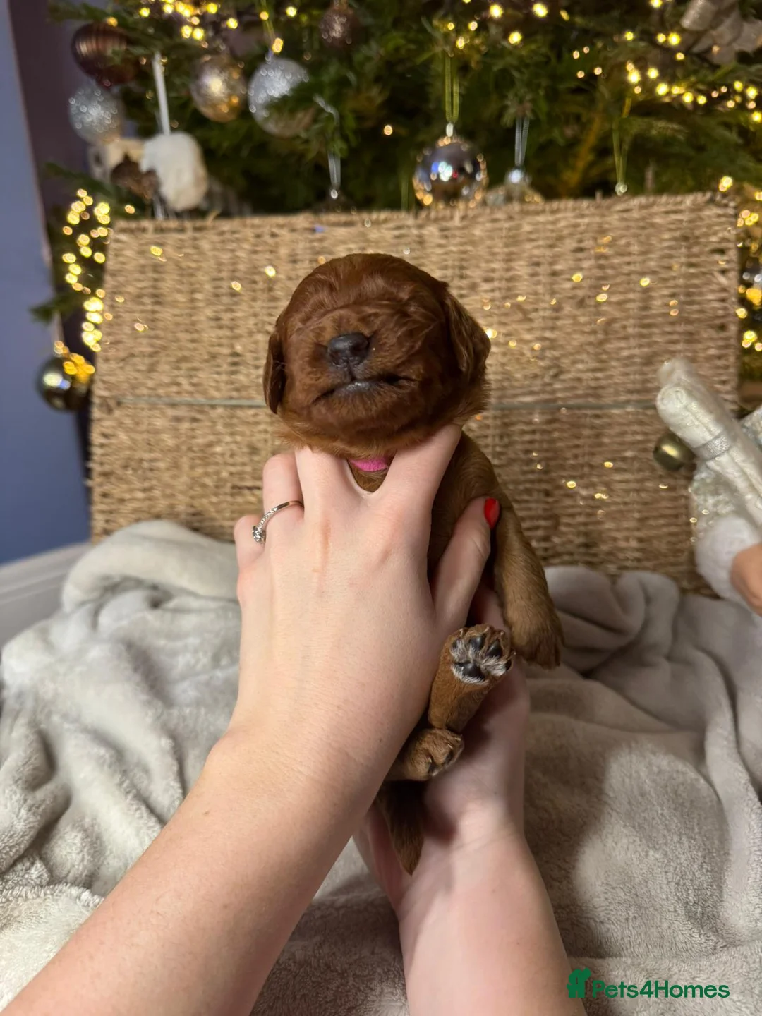 Mixed Breed dogs for sale: Stunning Irish Cockapoodledo's........ - Advert 29