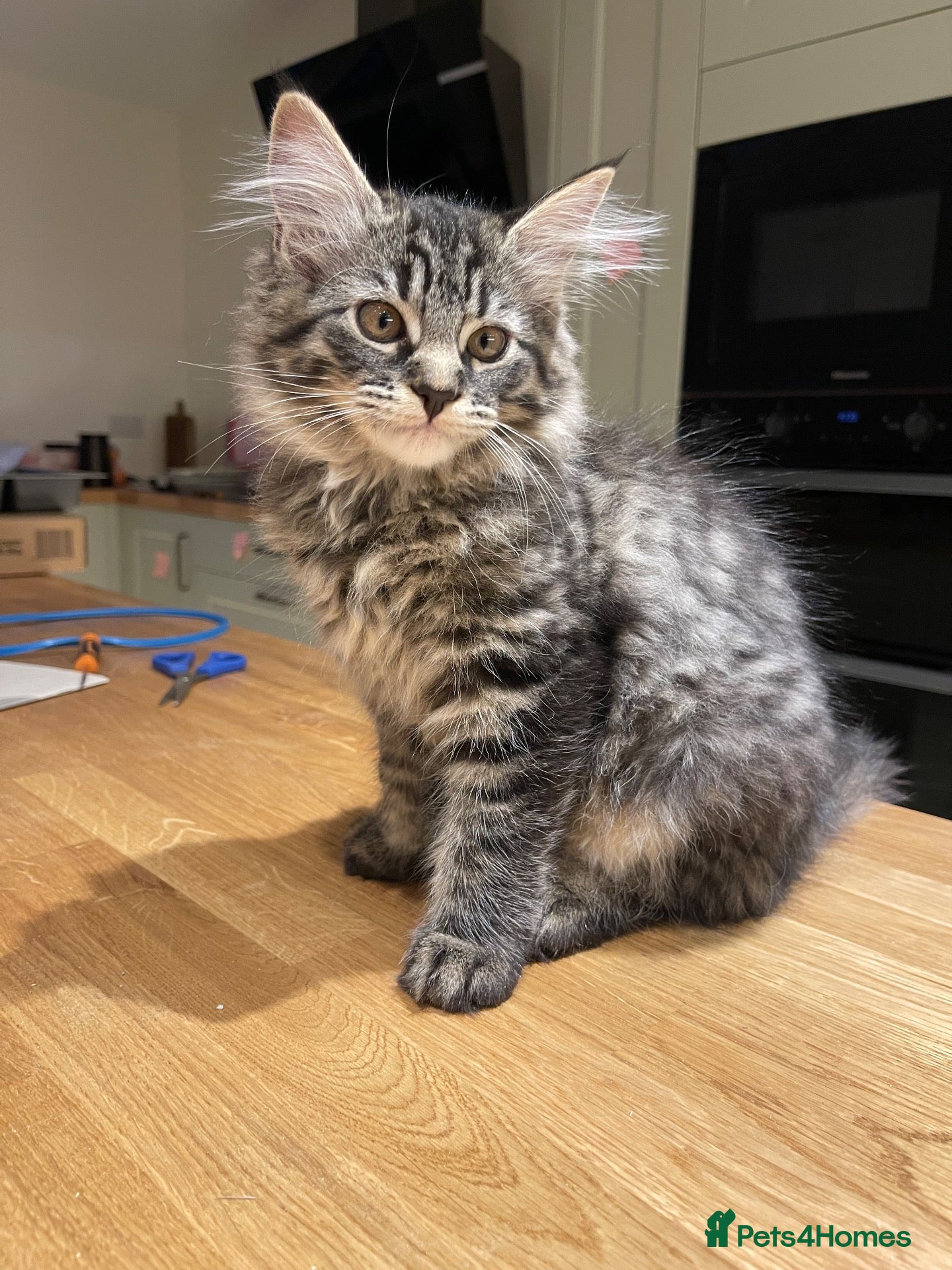 Ragcoon cats 1 Female Mainecoon-Ragdoll kitten - Advert 3