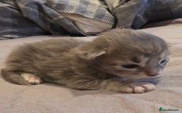 Maine Coon cats for sale: Maine coon pedigree kittens  - Image 10