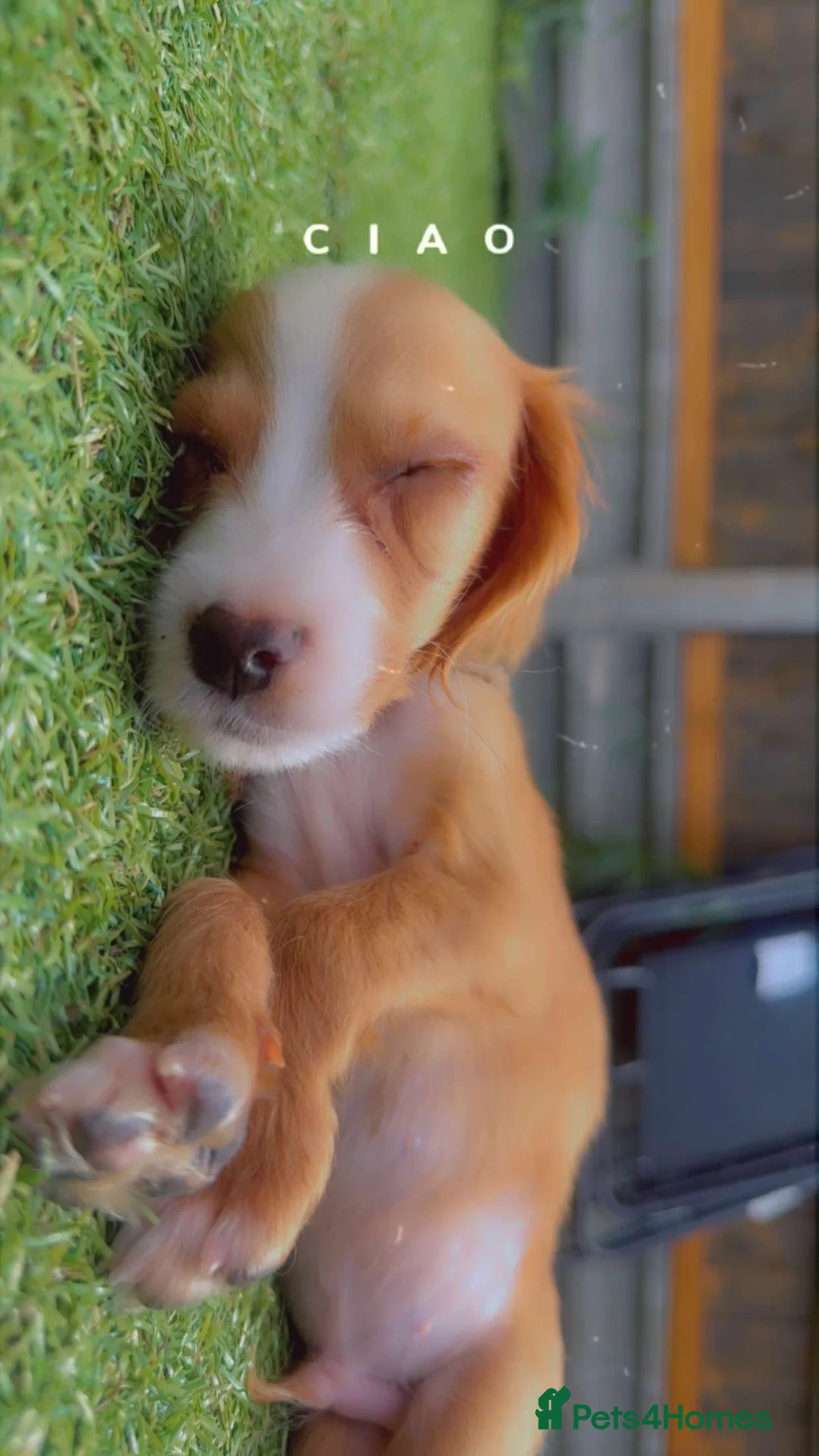 Cocker Spaniel dogs for sale: Milo  - Advert 1