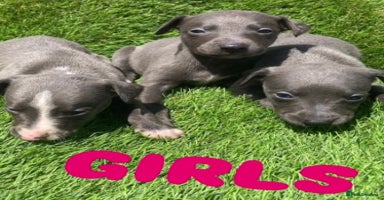 Whippet dogs - Advert 4