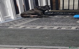 Staffordshire Bull Terrier dogs for sale: Black brindle staffordshire bull terrier male - Advert 3