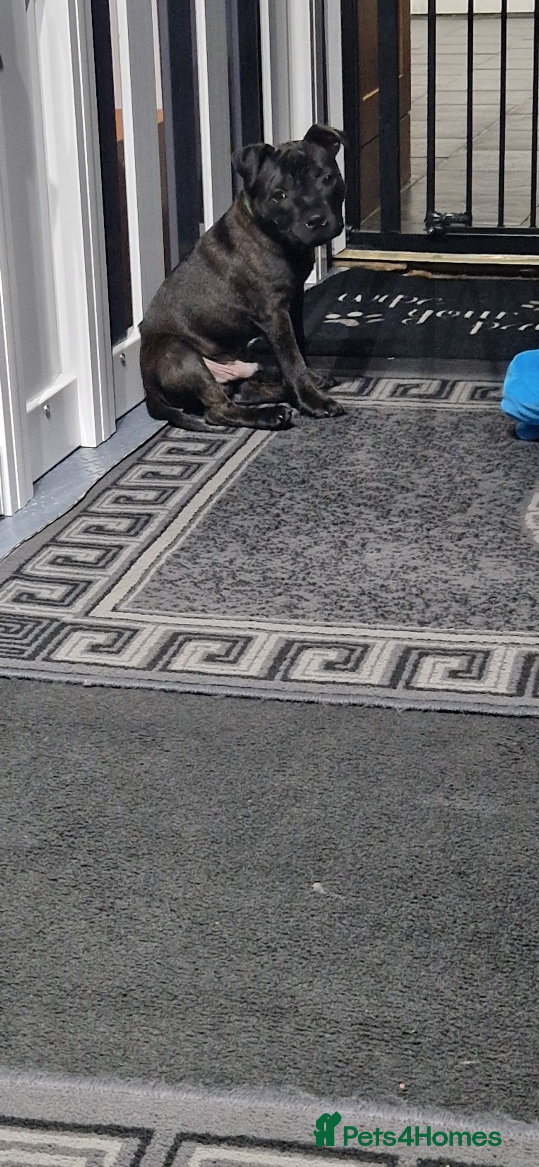 Staffordshire Bull Terrier dogs for sale: Black brindle staffordshire bull terrier male - Advert 3